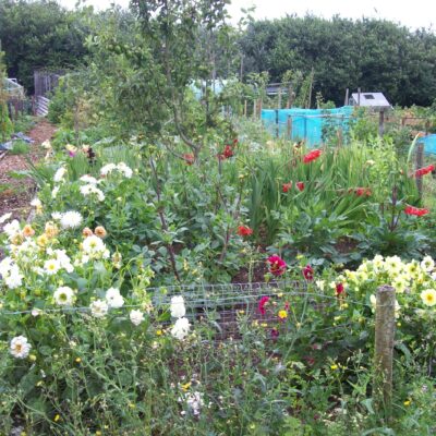 Allotment Gardens