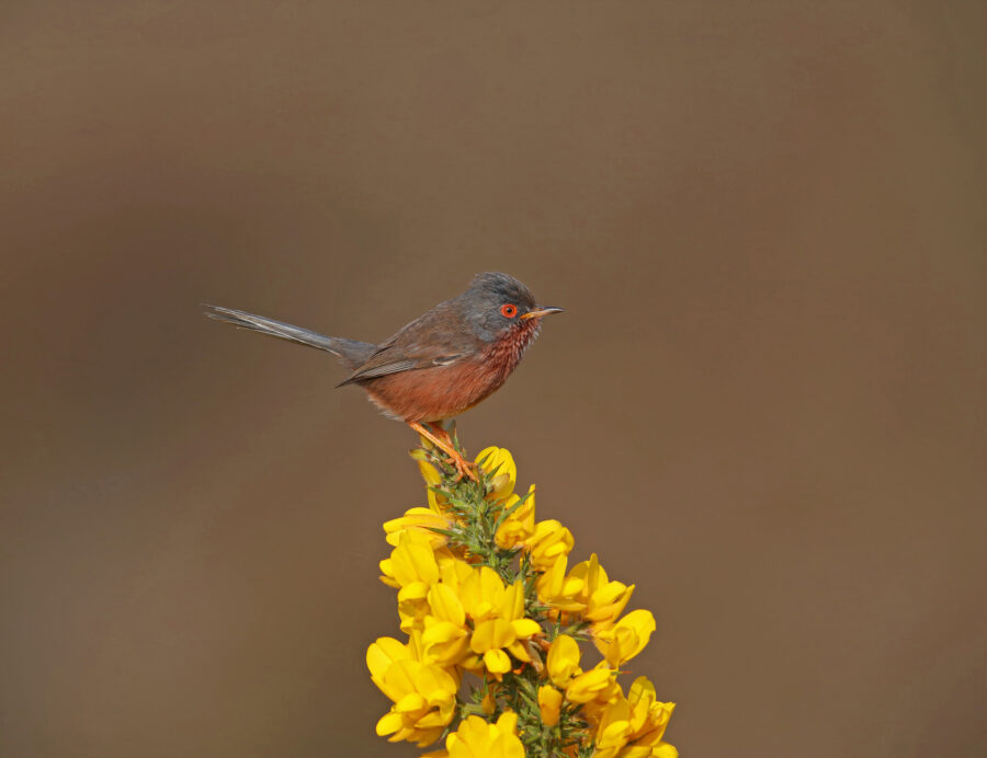 Dartford,warbler,(curruca,undata,dartfordiensis),adult,male,in,suffolk,,great