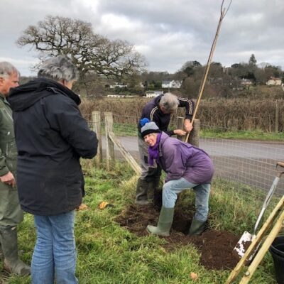 Tree Planting 3