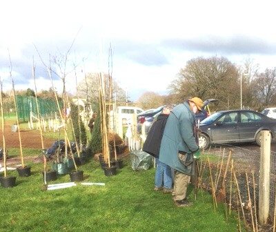 Tree Planting 4